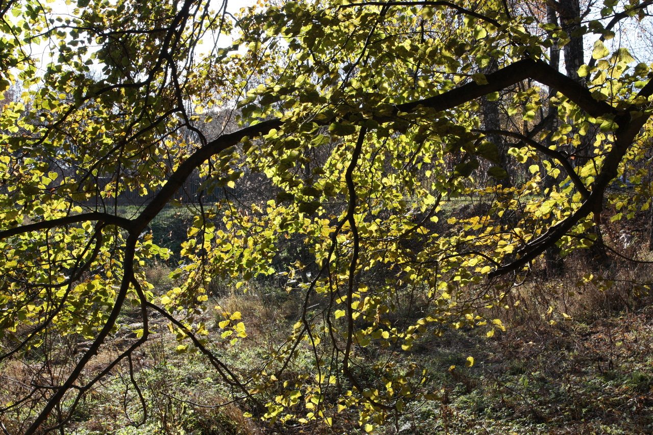 Осеннее пано